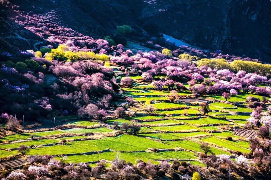 Tibet is so beautiful in April, I want to ask for leave to see the snow-covered peach blossoms!