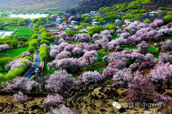 The 11 most beautiful spring travel destinations in China in March, I want to go immediately after reading it!