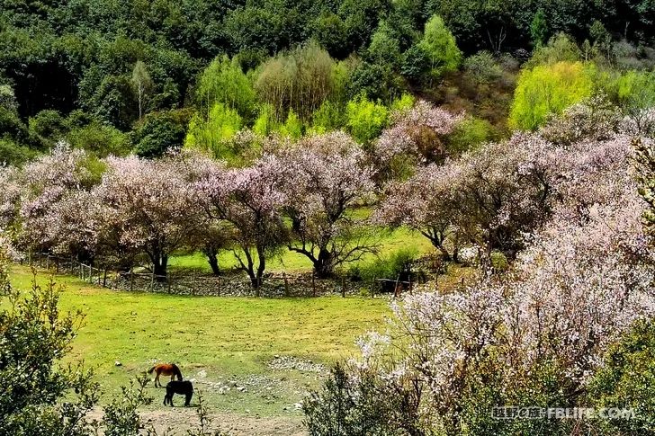 Colorful Nian Qingdong, Colorful Southeast Tibet!