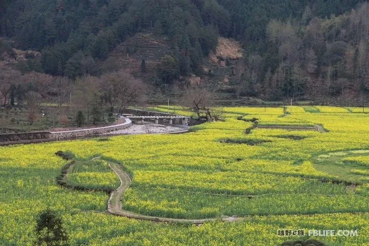 Spring is warm and flowers are blooming wonderfully in Huangshan