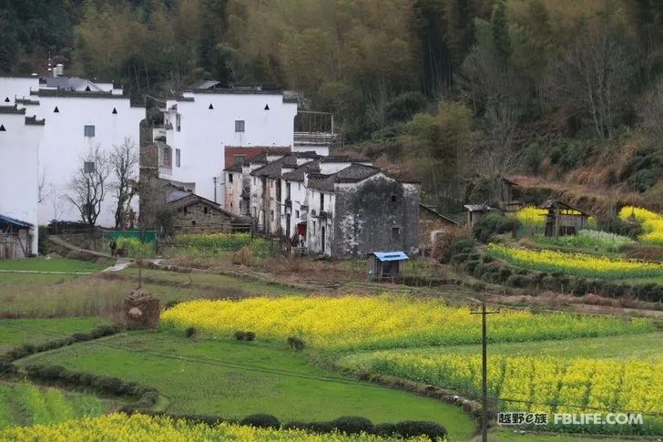 Spring is warm and flowers are blooming wonderfully in Huangshan