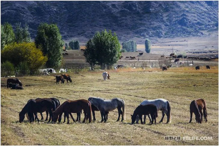 Grandpa's photography caravan, photoshoot in Xinjiang!