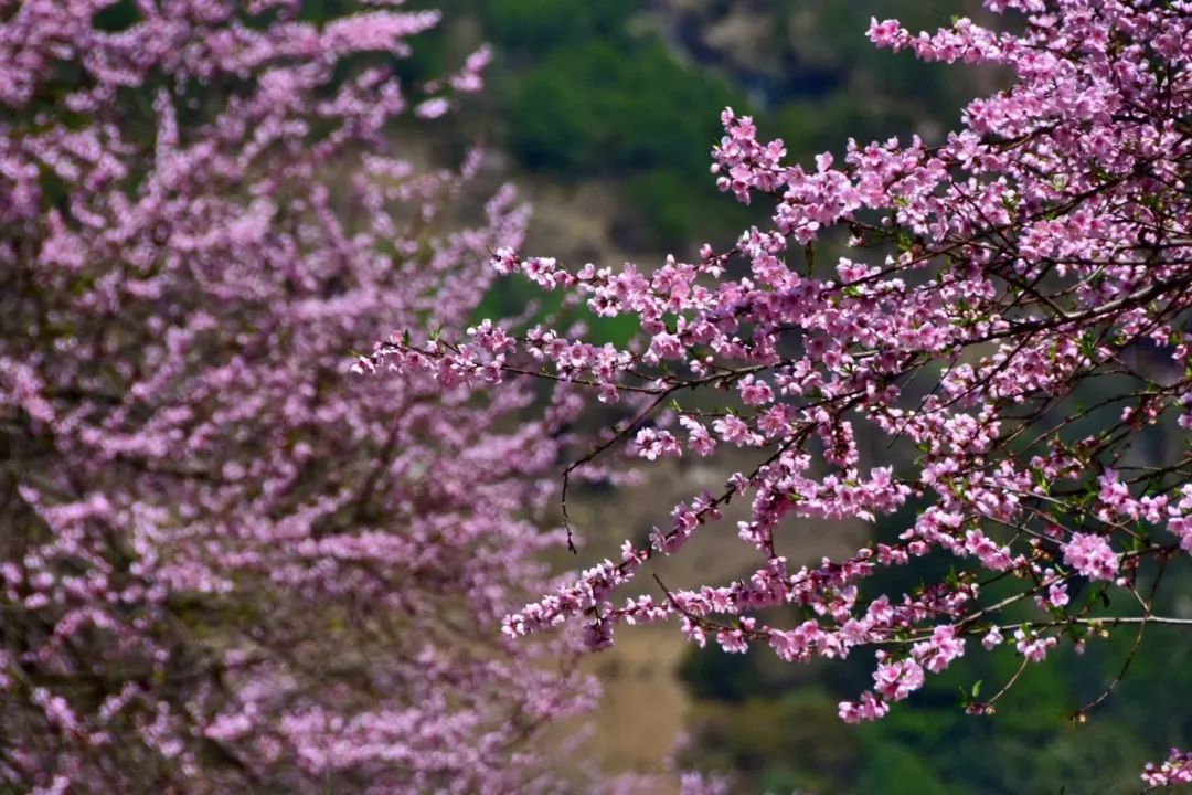 Photography丨Spring Feast: Peach Blossoms in Bingzhongluo