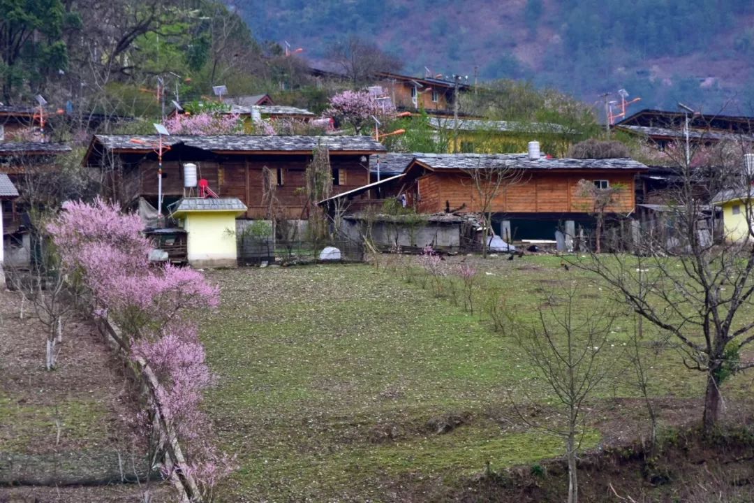 Photography丨Spring Feast: Peach Blossoms in Bingzhongluo