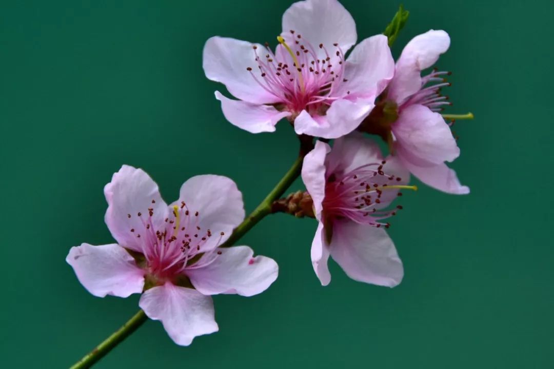 Photography丨Spring Feast: Peach Blossoms in Bingzhongluo