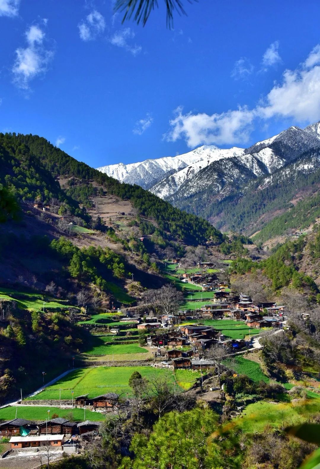 Photography丨Spring Feast: Peach Blossoms in Bingzhongluo