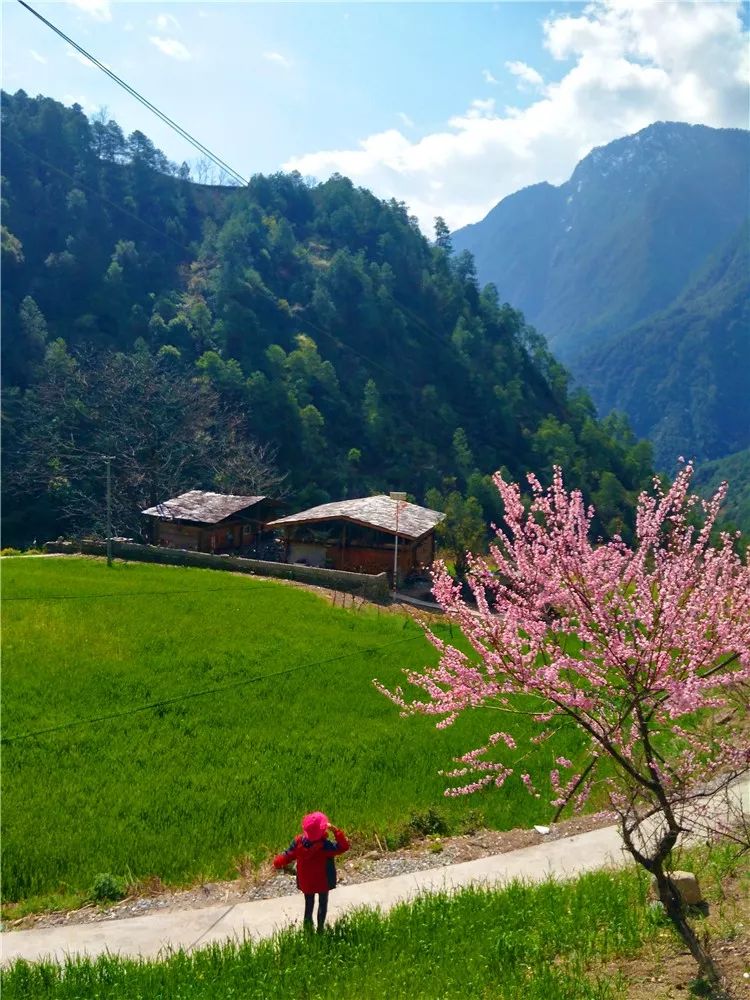 Photography丨Spring Feast: Peach Blossoms in Bingzhongluo