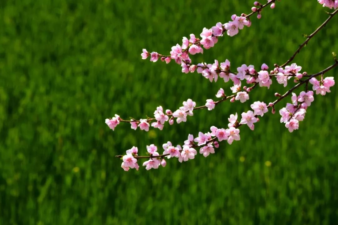 Photography丨Spring Feast: Peach Blossoms in Bingzhongluo