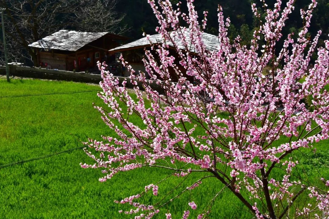 Photography丨Spring Feast: Peach Blossoms in Bingzhongluo