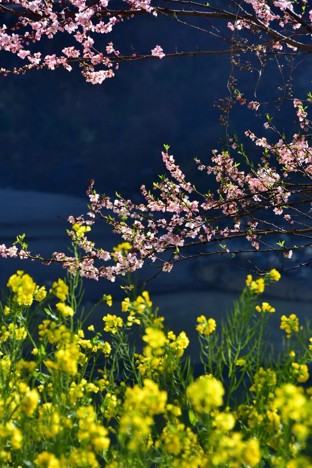 Photography丨Spring Feast: Peach Blossoms in Bingzhongluo