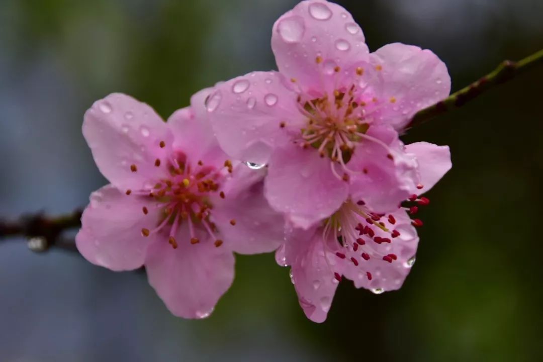 Photography丨Spring Feast: Peach Blossoms in Bingzhongluo