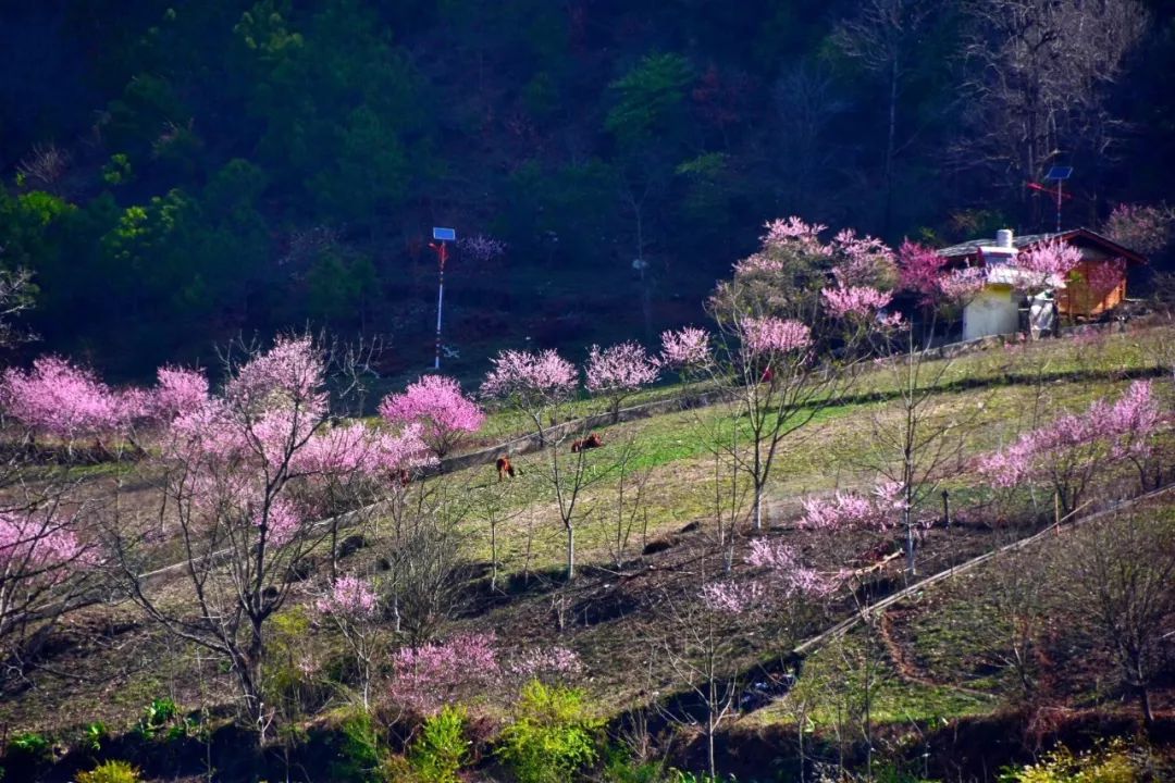 Photography丨Spring Feast: Peach Blossoms in Bingzhongluo