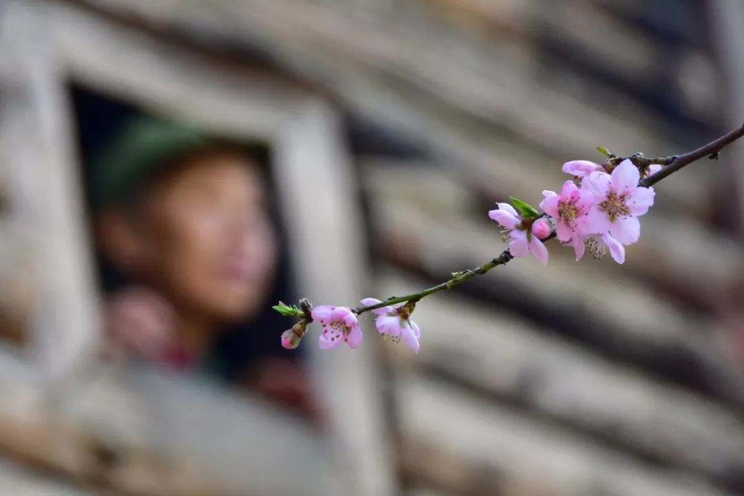 Photography丨Spring Feast: Peach Blossoms in Bingzhongluo