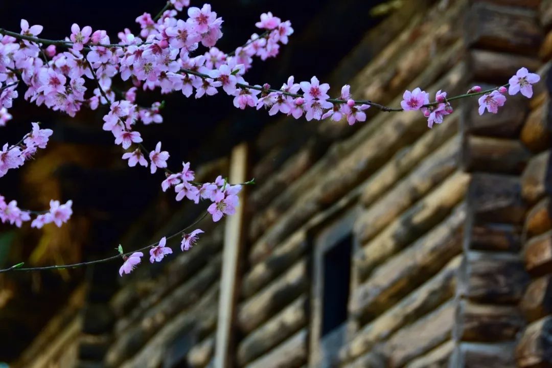 Photography丨Spring Feast: Peach Blossoms in Bingzhongluo