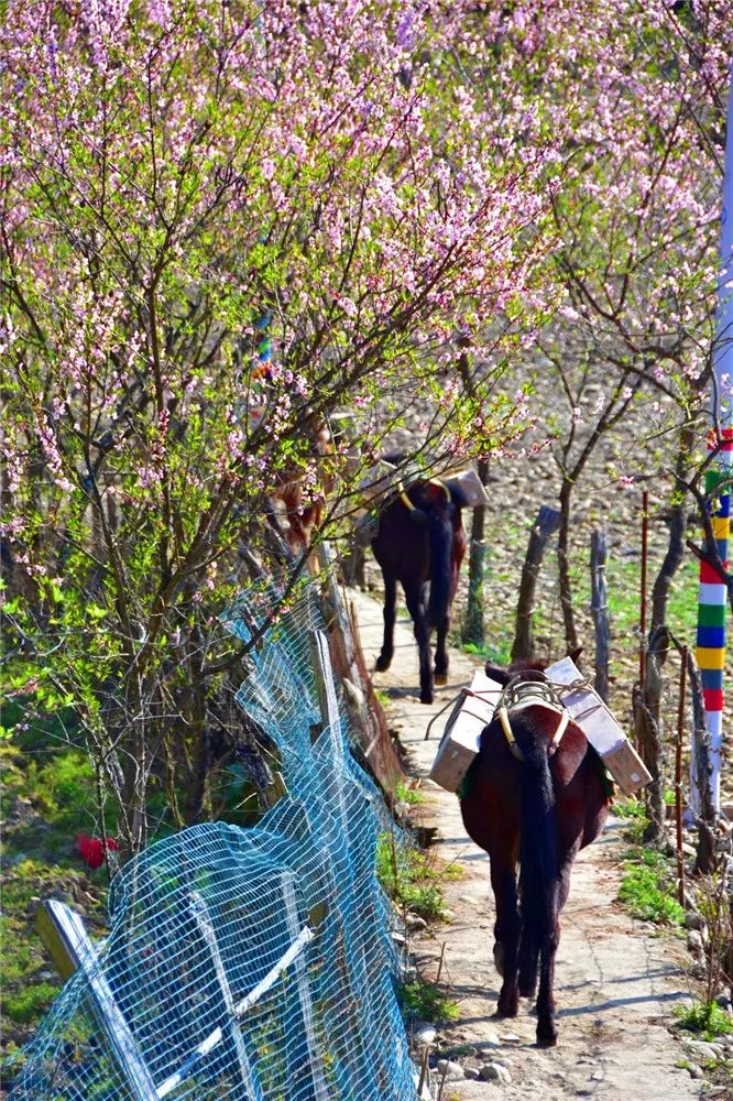 Photography丨Spring Feast: Peach Blossoms in Bingzhongluo