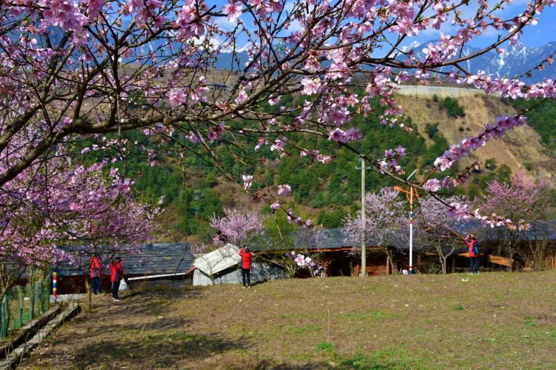 Photography丨Spring Feast: Peach Blossoms in Bingzhongluo