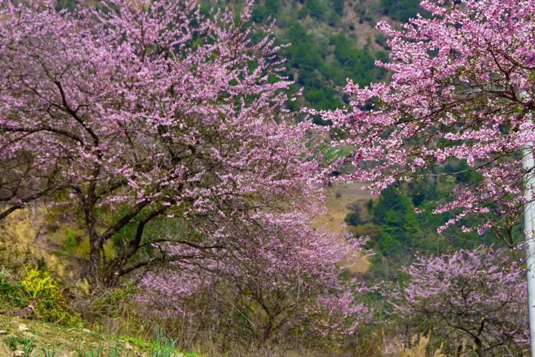 Photography丨Spring Feast: Peach Blossoms in Bingzhongluo