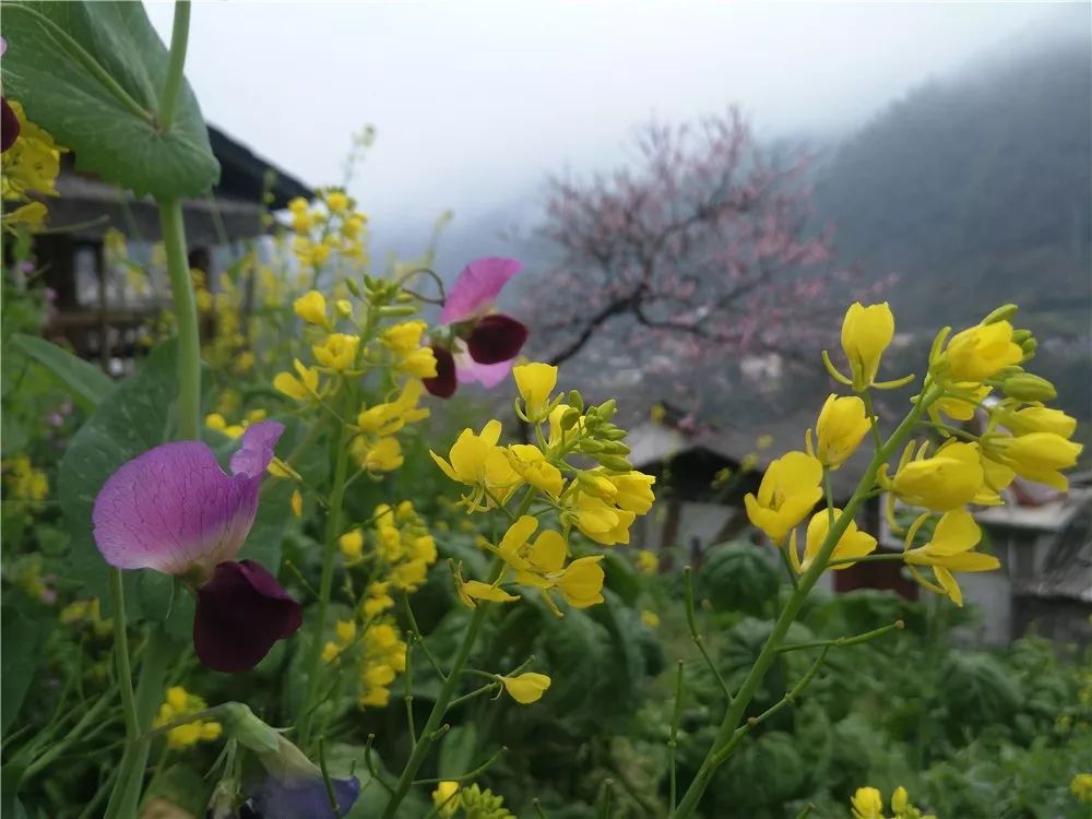 Photography丨Spring Feast: Peach Blossoms in Bingzhongluo