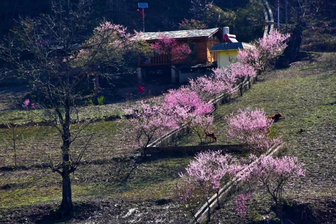 Photography丨Spring Feast: Peach Blossoms in Bingzhongluo