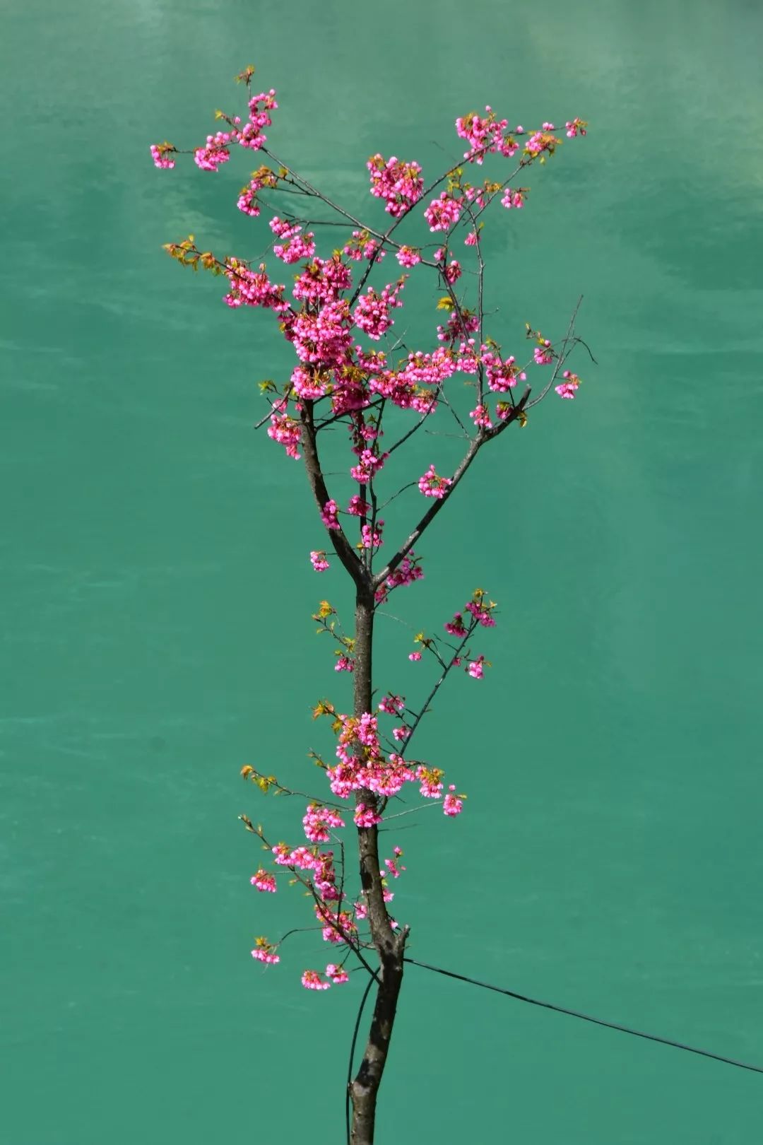 Photography丨Spring Feast: Peach Blossoms in Bingzhongluo