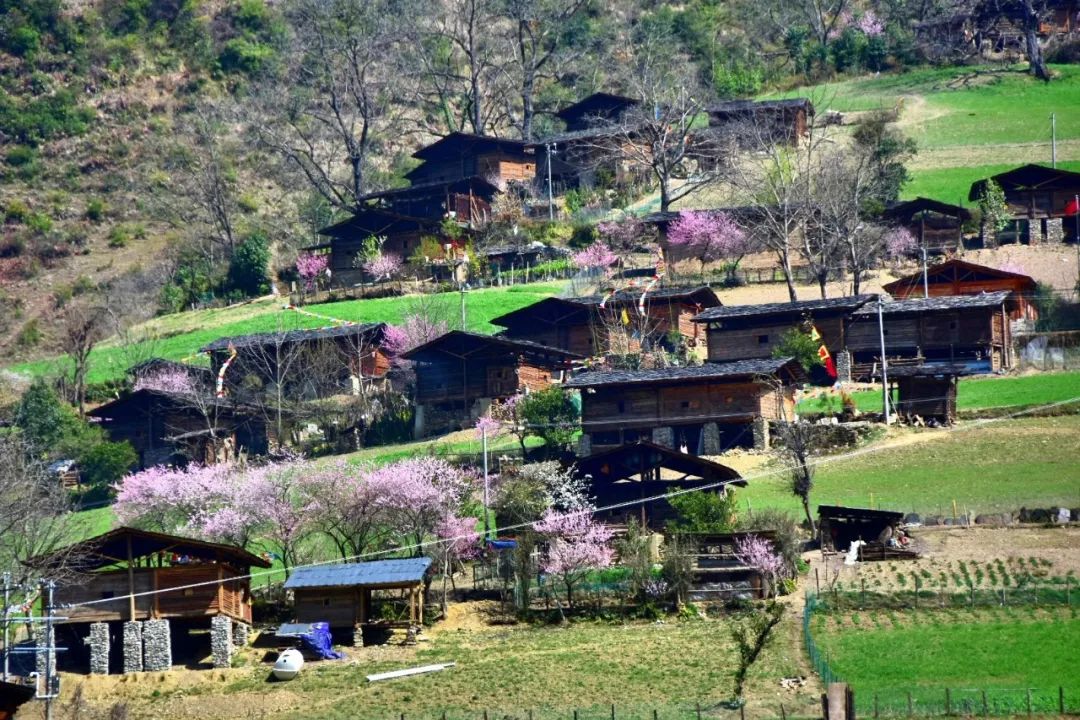 Photography丨Spring Feast: Peach Blossoms in Bingzhongluo