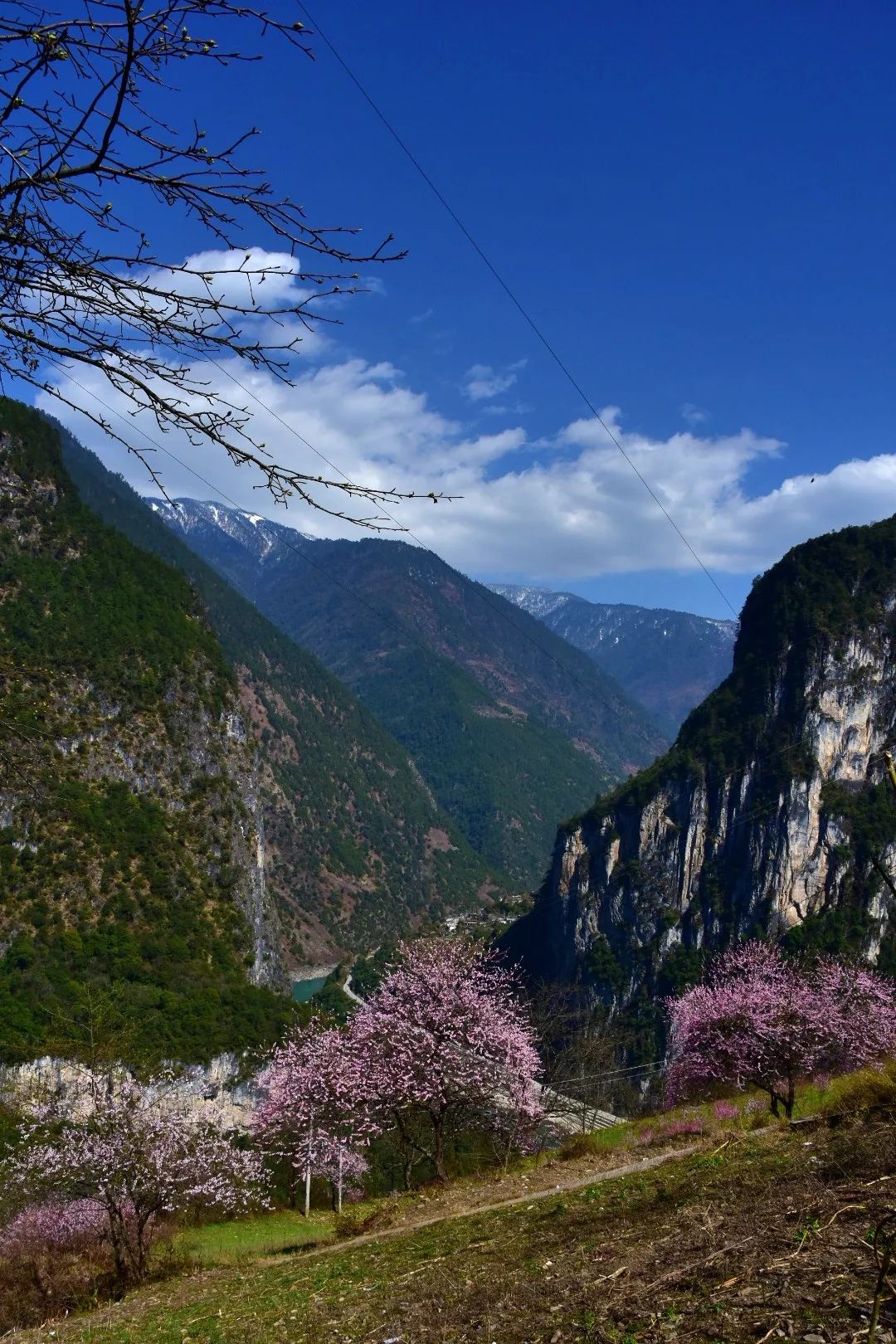 Photography丨Spring Feast: Peach Blossoms in Bingzhongluo