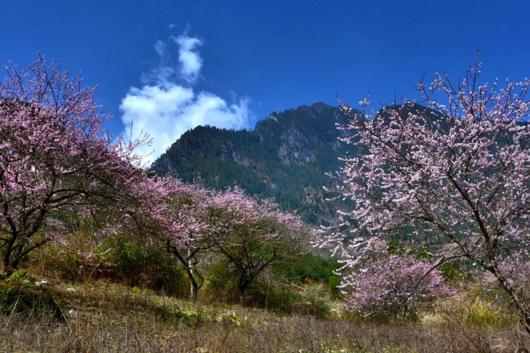 Photography丨Spring Feast: Peach Blossoms in Bingzhongluo