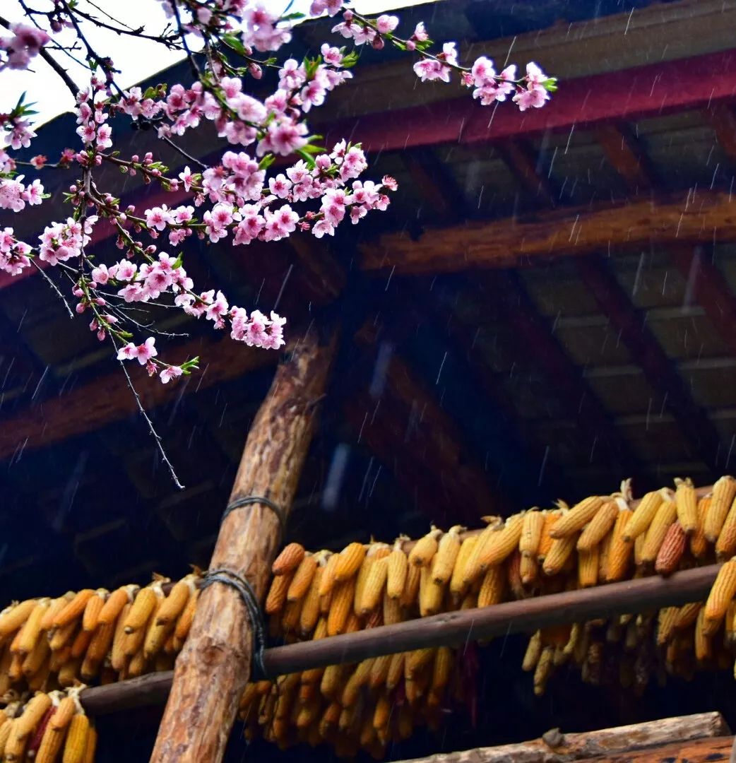 Photography丨Spring Feast: Peach Blossoms in Bingzhongluo