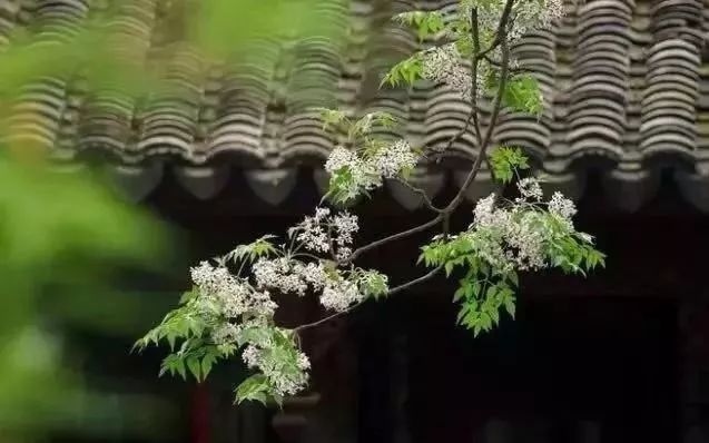 When shooting flowers, don’t ignore the Chinese elements, the photos are full of charm!