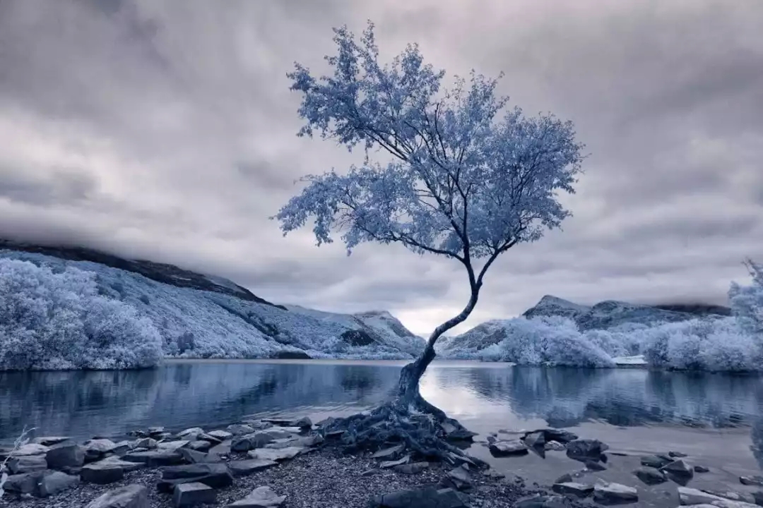 Under infrared photography, there are dreamy scenery you have never seen before