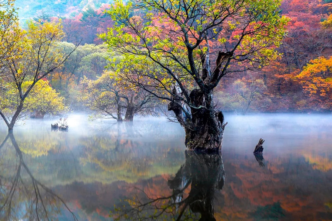 Under infrared photography, there are dreamy scenery you have never seen before