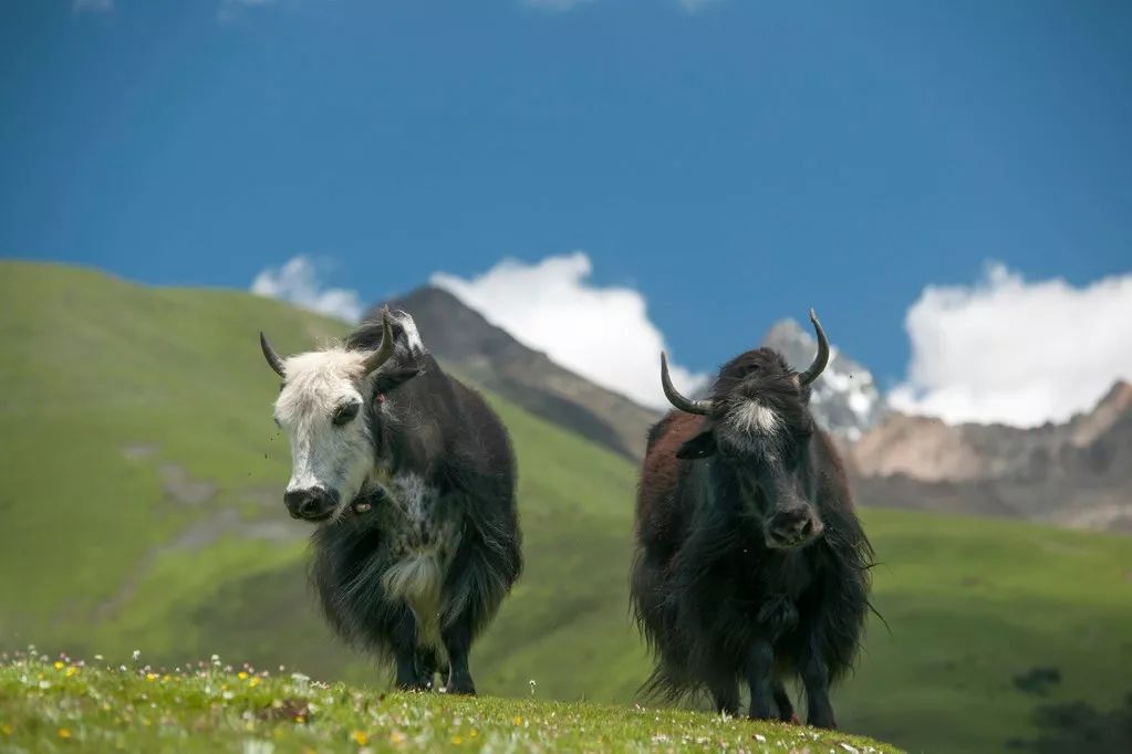 Tibet, where the heart goes, the paradise of dreams