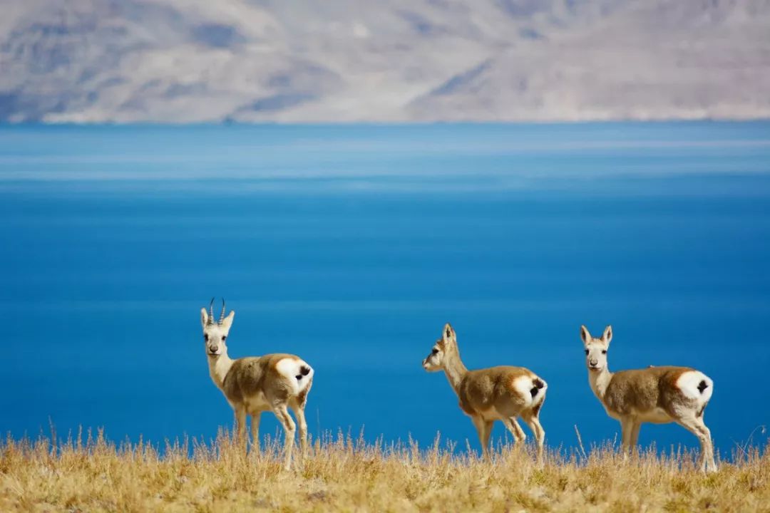 Tibet, where the heart goes, the paradise of dreams