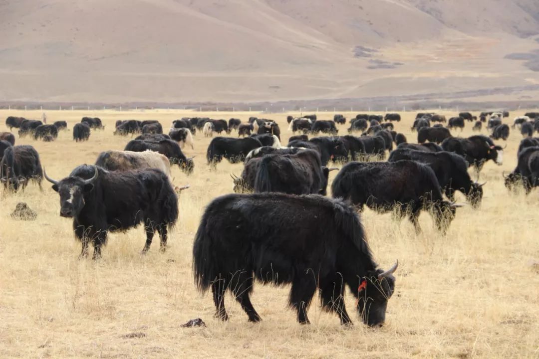 Tibet, where the heart goes, the paradise of dreams