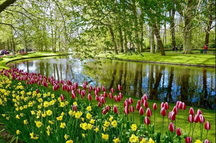 The most successful pastoral complex in the Netherlands - Keukenhof