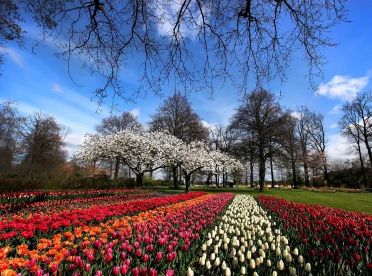 The most successful pastoral complex in the Netherlands - Keukenhof