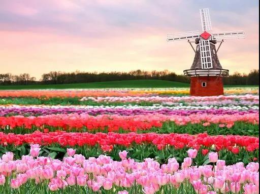 The most successful pastoral complex in the Netherlands - Keukenhof