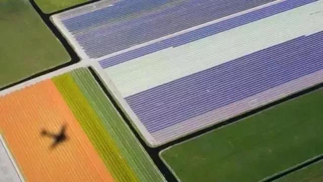 The most successful pastoral complex in the Netherlands - Keukenhof