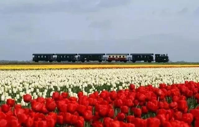 The most successful pastoral complex in the Netherlands - Keukenhof