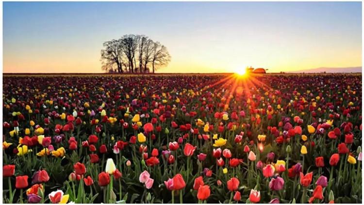 The most successful pastoral complex in the Netherlands - Keukenhof